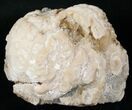 Partial Clam Fossil with Golden Calcite Crystals - #14717-2